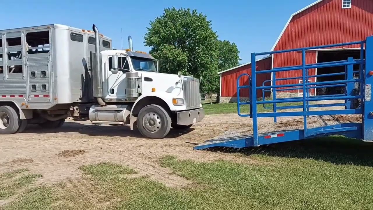 400 Cows. 8 Trucks. 200 Miles. One Massive Mission.