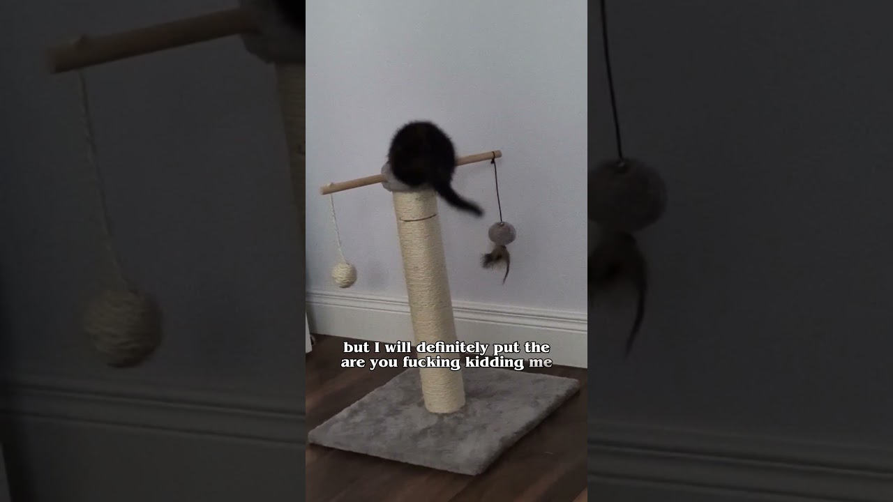 Your daily motivation… sponsored by chaos cat 🐈⚡