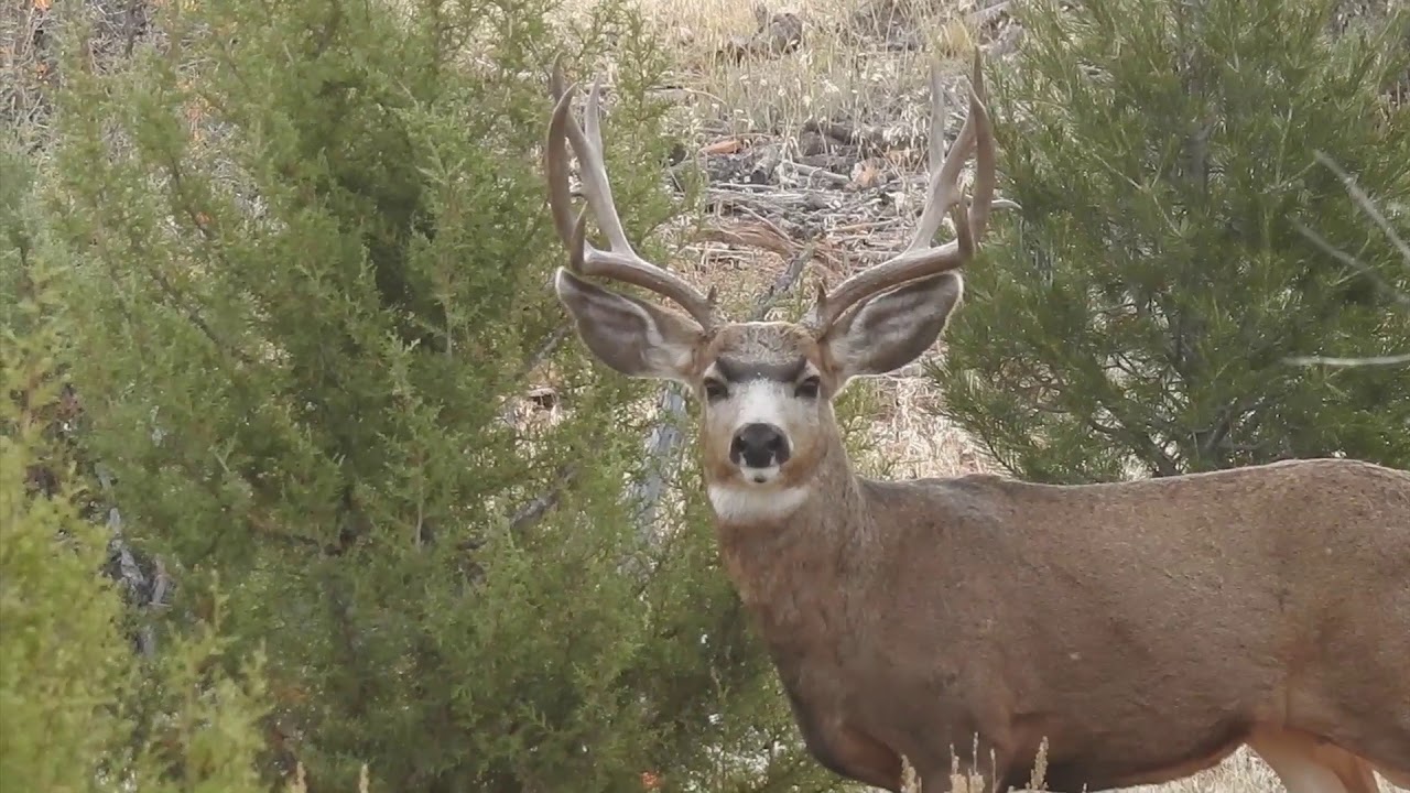 Mule Deer Bucks in the Late Summer and Fall