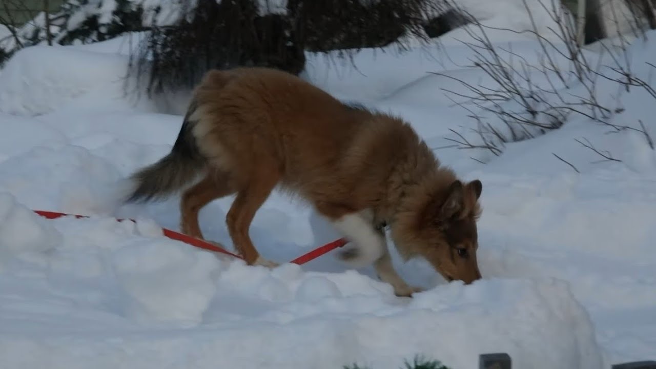 ДТ - 282. Самостоятельный шелти: лай, игнорирование команд.