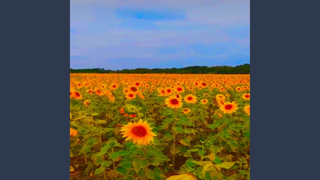 Girassóis de Van Gogh