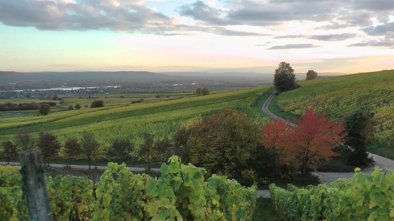 Herbstliche Wingerte im Rheingau - Grunder Kapelle bei Hallgarten