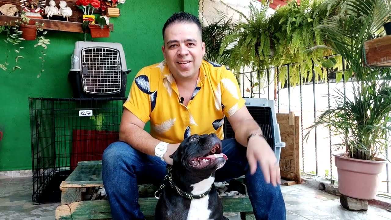 COMO CUIDAR LA PIEL Y PELO DE MIS PERROS,