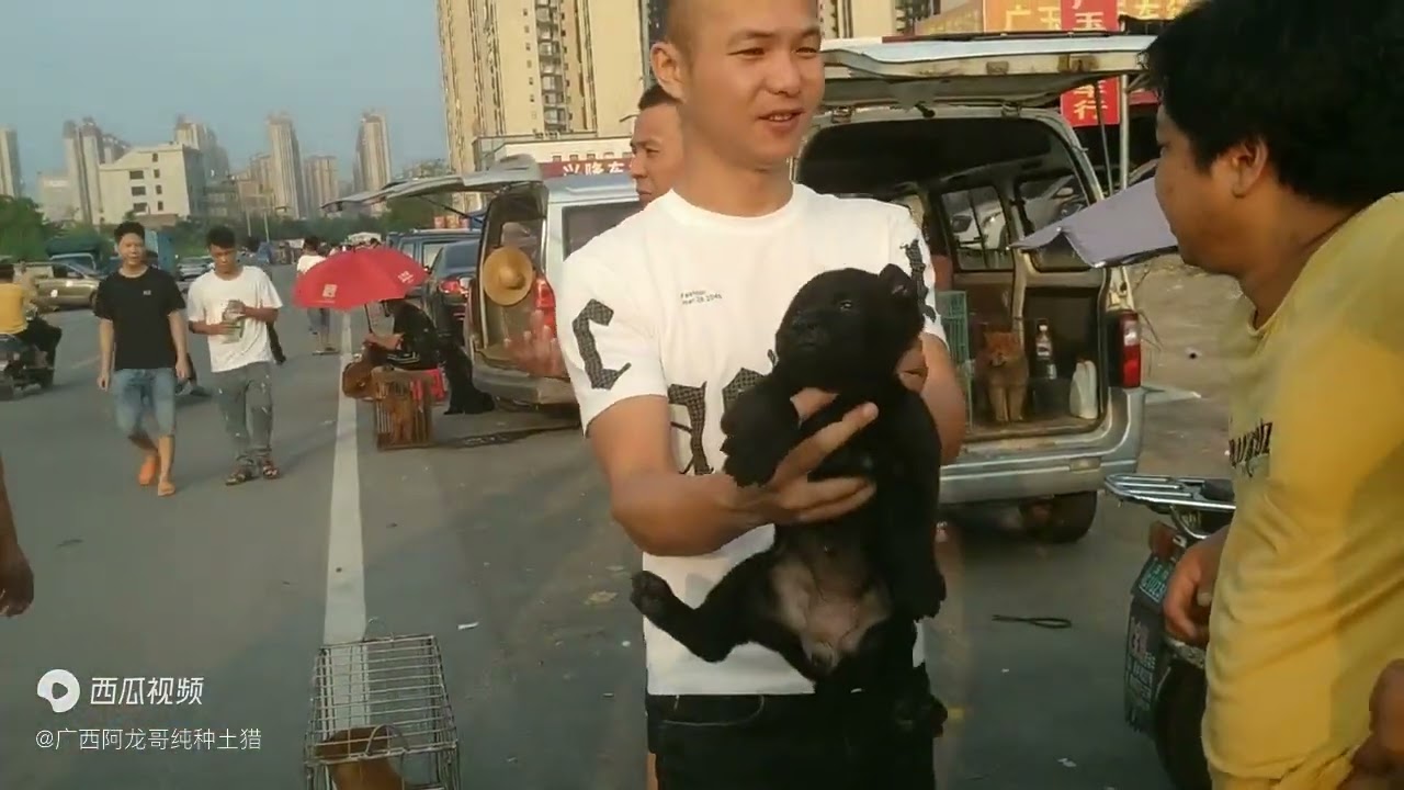 五黑犬、五红犬、土松犬，三者都是热门犬种，未来走向你更看谁？