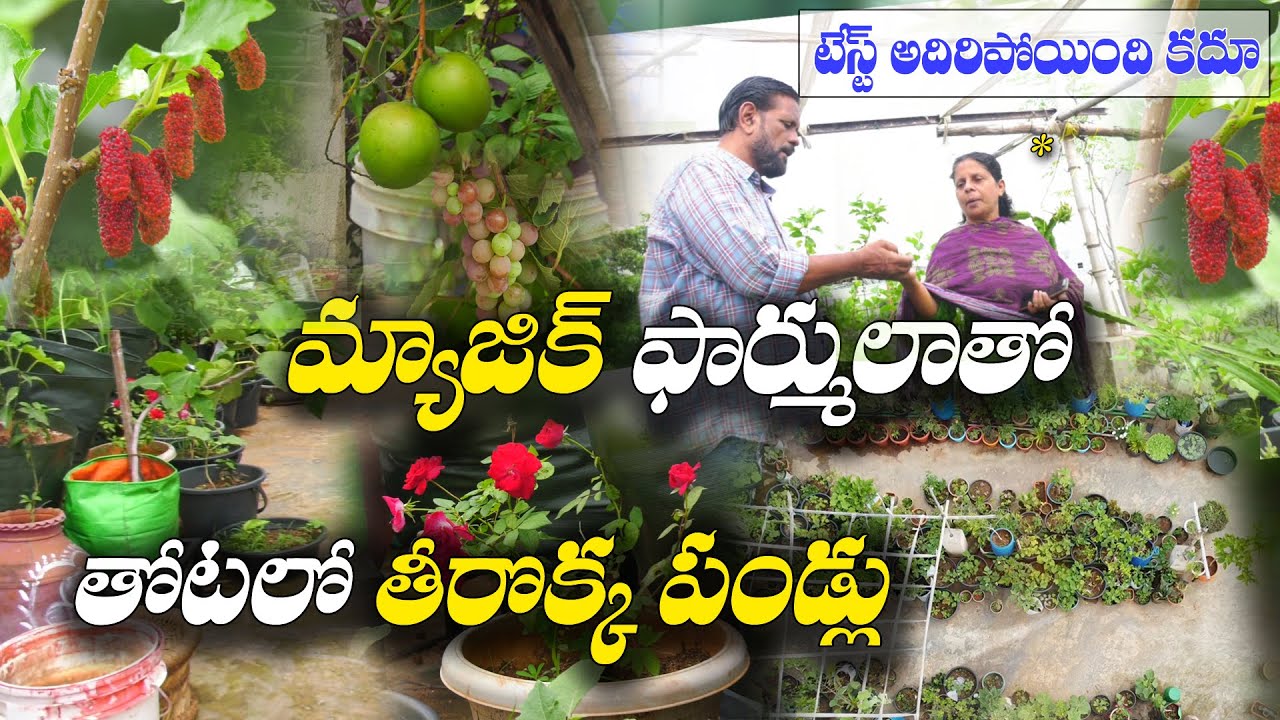 Year మొత్తం ఏదో ఒక పంట వస్తూనే ఉంటుంది | Fruits in all seasons | Terrace Garden | Elizabeth