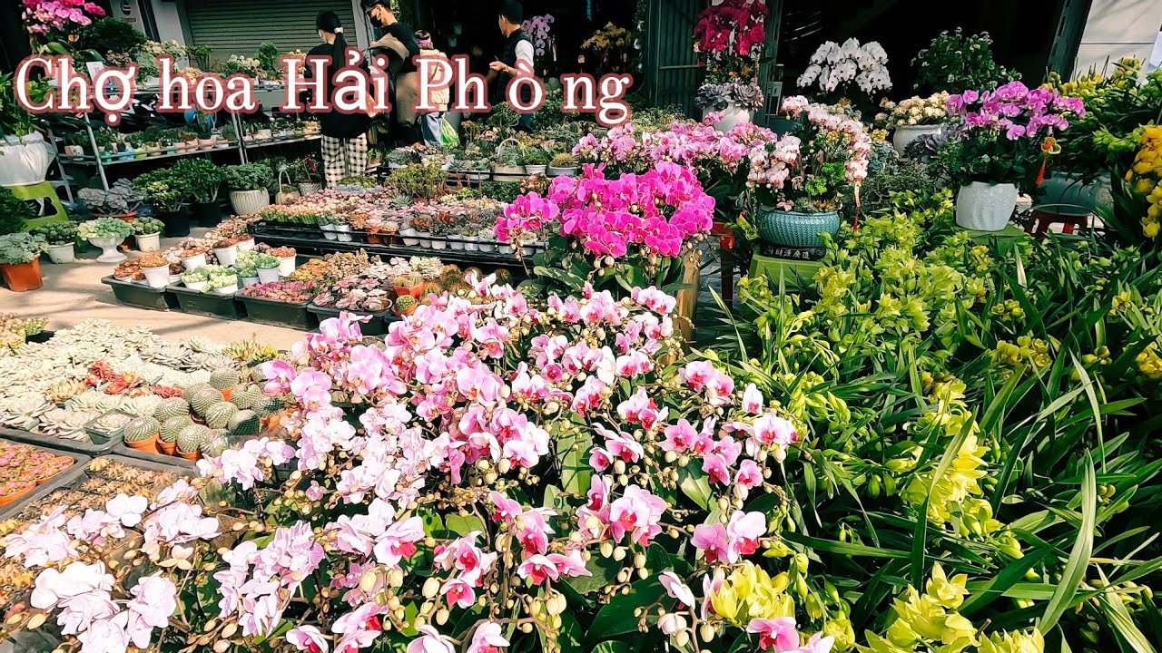 Chợ hàng khám phá chợ hoa cây cảnh đẹp nhất  tại hải phòng / Chợ hoa chợ phiên thành phố hải phòng