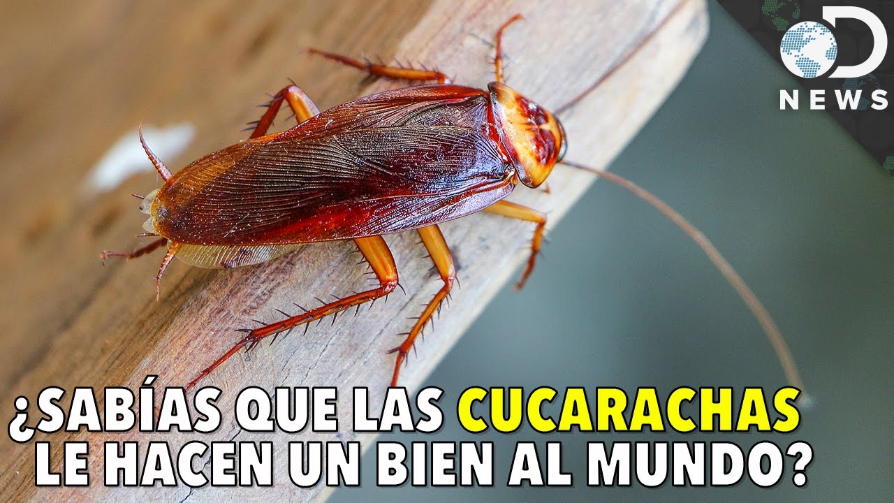 ¿Sabías que las CUCARACHAS le hacen un bien al mundo? | Discovery en Español