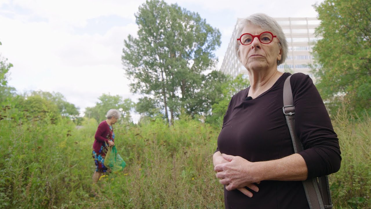 Herbe &agrave; poux : aux racines du probl&egrave;me