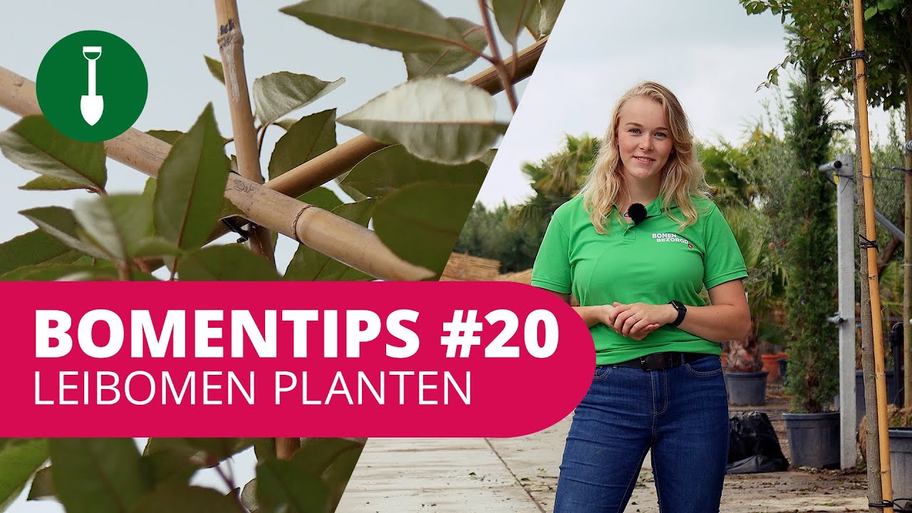BOMENTIPS #20 | Leibomen planten