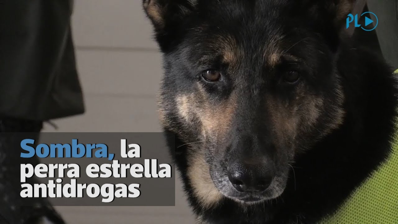 Una perra es la pesadilla de traficantes de droga en Colombia | Prensa Libre