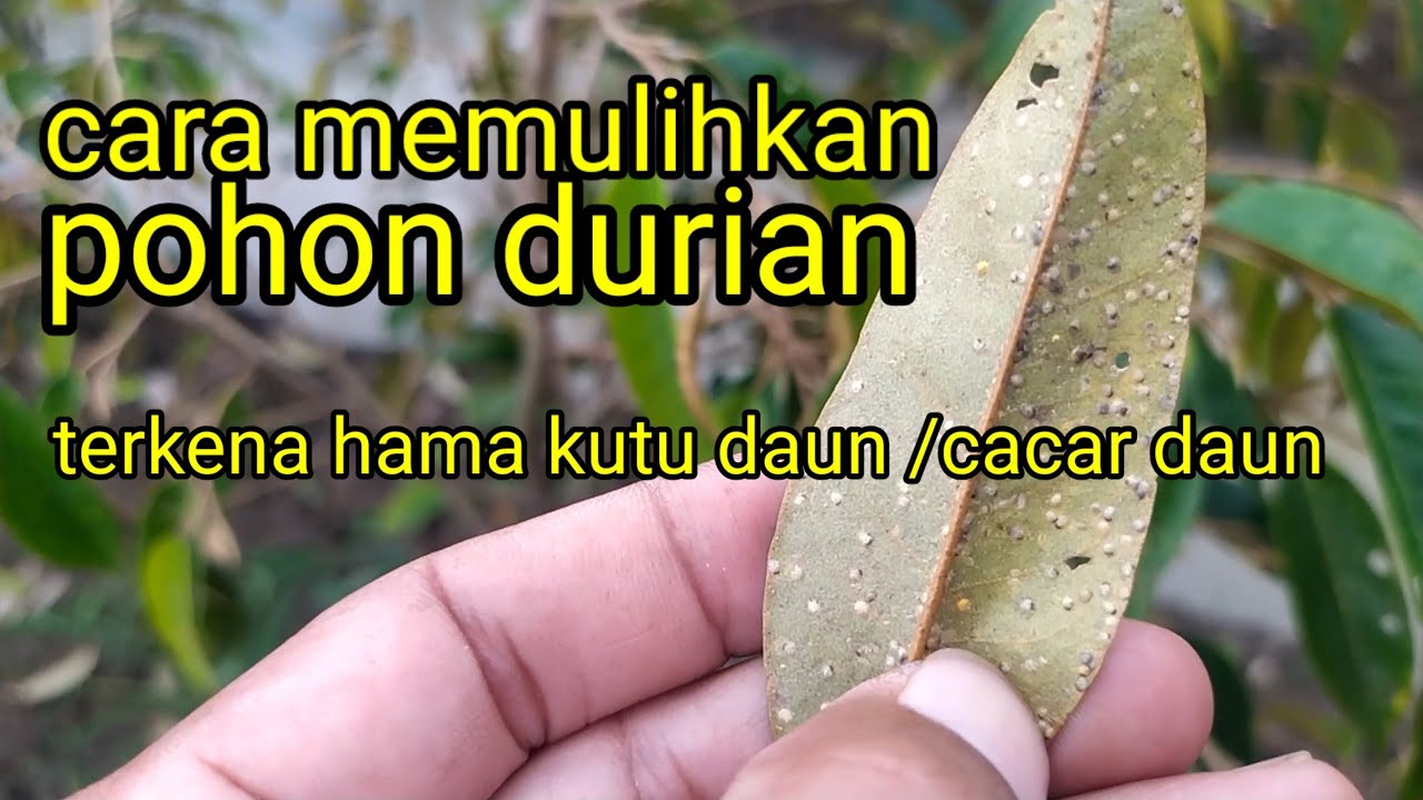 cara membasmi/memulihkanpohon durian yg kena kutu daun /cacar daun. aneka bibit durian supangat