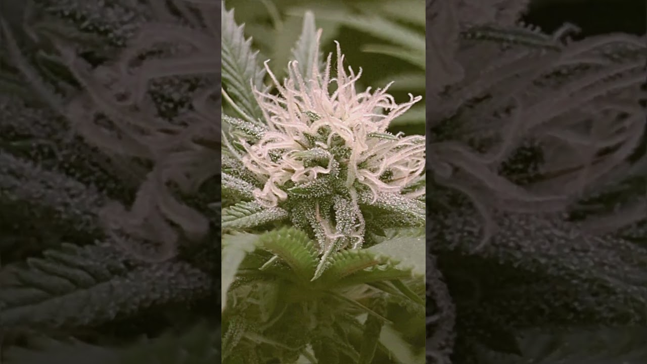 flora&ccedil;&atilde;o french Macaron, blue mystic  🪴💐🍁 #cultivoicannterior #cannabisgrowers #weedchannel #shorts