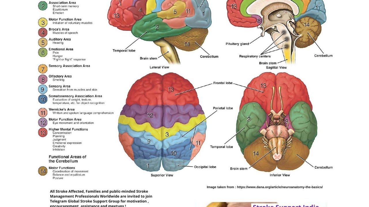 human brain/parts function/cerebrum & cerebellum/biology/lets tute