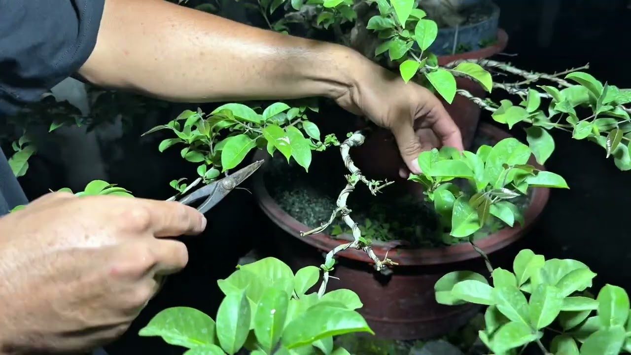 Vlog#40 update sa vlog#11 tugas cascade #tutorial 🌳🫡🇵🇭