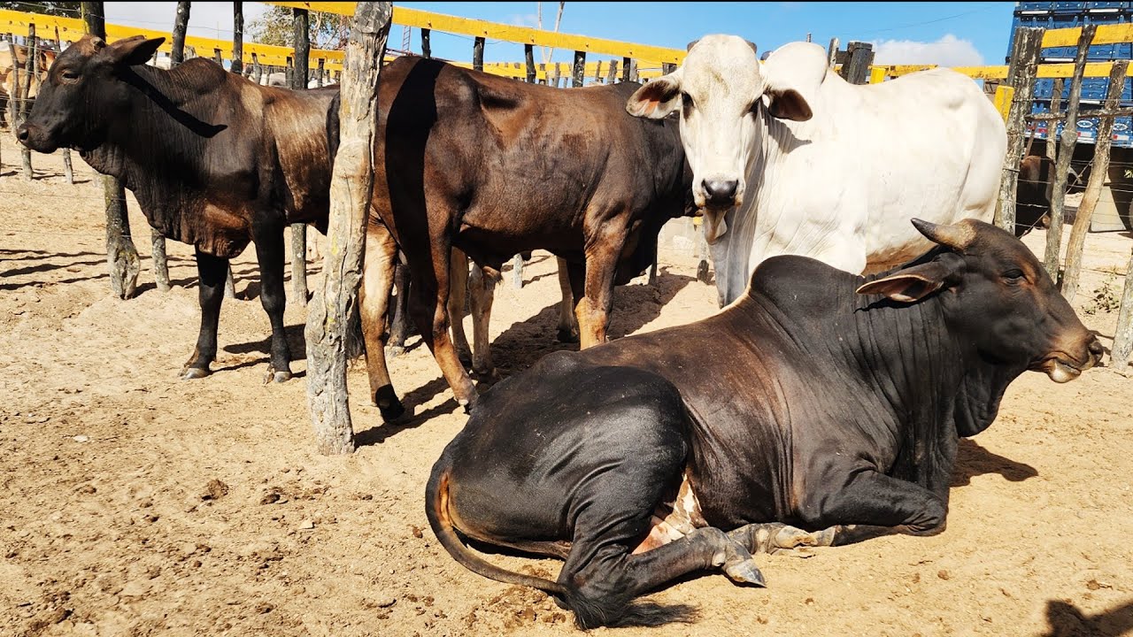 FEIRA DO GADO NO BOLA EM PANELAS-PE   14-12-2025  #nordeste