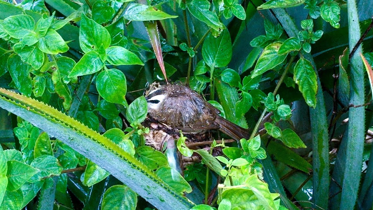 Mother Protecting Baby Birds in Heavy Rain (4) – Bulbul Feeding Hungry Chicks Until Rainfall E124
