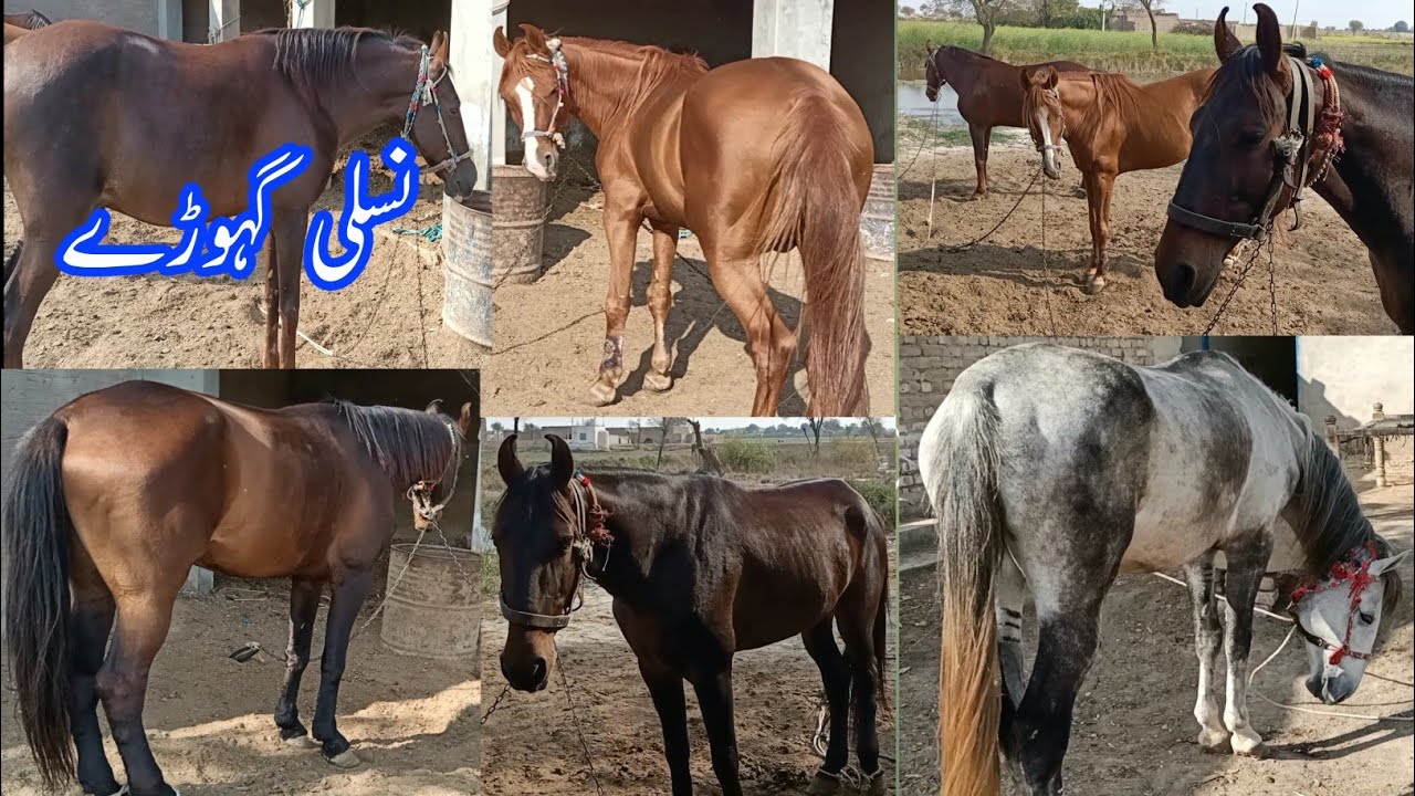 Sindhi horses for sale