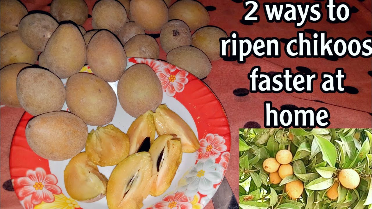 How to ripen chikoo faster at home | 2 Way to make chikoo / Sapota at home