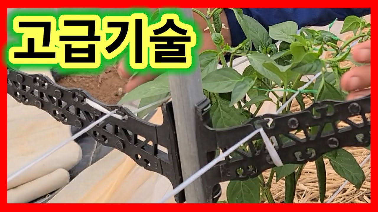 핵꿀팁 고추끈,줄만 잘해줘도 고추2배이상 달리고  고추키를 내맘대로~고추끈,줄쉽게 매는법,치는법,띄우는법 고추끈,줄뭌는방법 고추끈,줄 결속기 고추끈,줄걸이,고리
