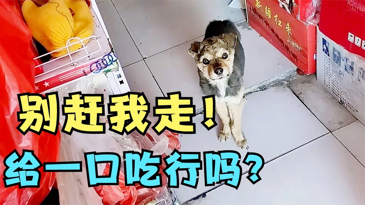 雜貨店來了一隻流浪狗，用可憐的眼神乞求不要趕它走，店主：破防了！以後吃啥都會有你一份~#狗狗 #流浪狗 #救助 #善待流浪動物 #感動 #溫暖 #真實故事