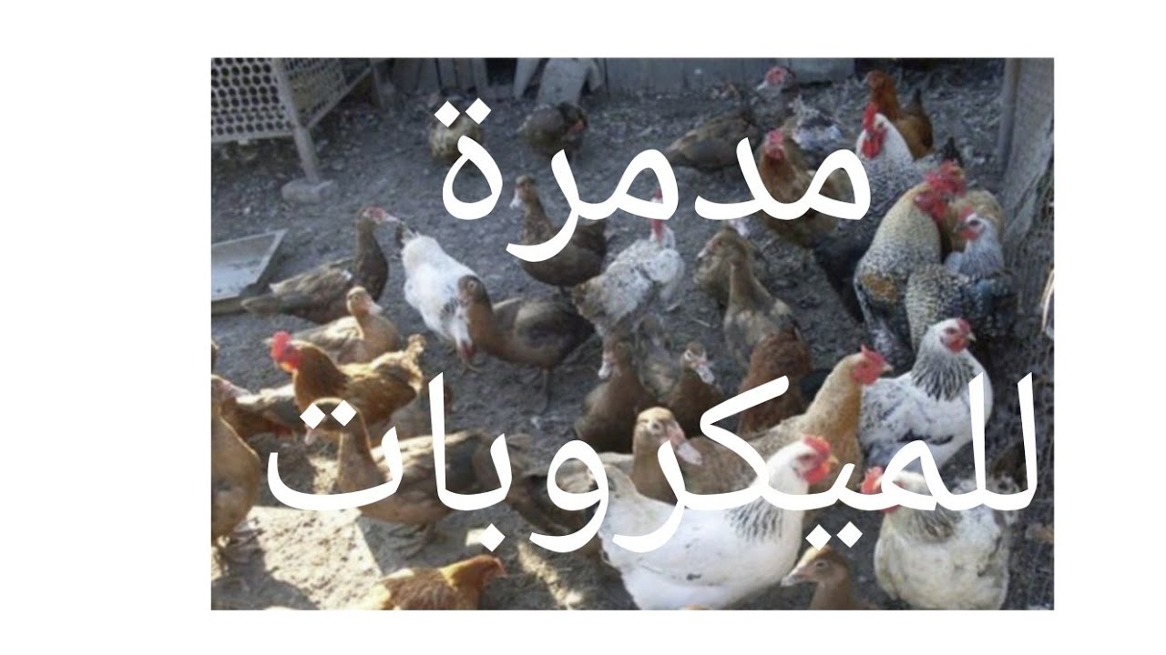 أقوي عشبة بتقضى على كل الميكروبات إلي موجودة في معدة الطيور