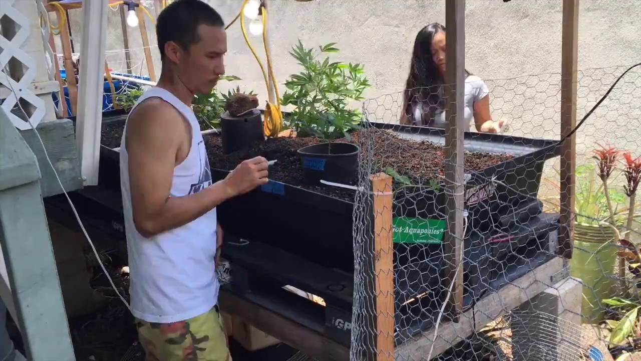 AQUAPONIC CANNABIS OUTDOOR SCROG INSTALL