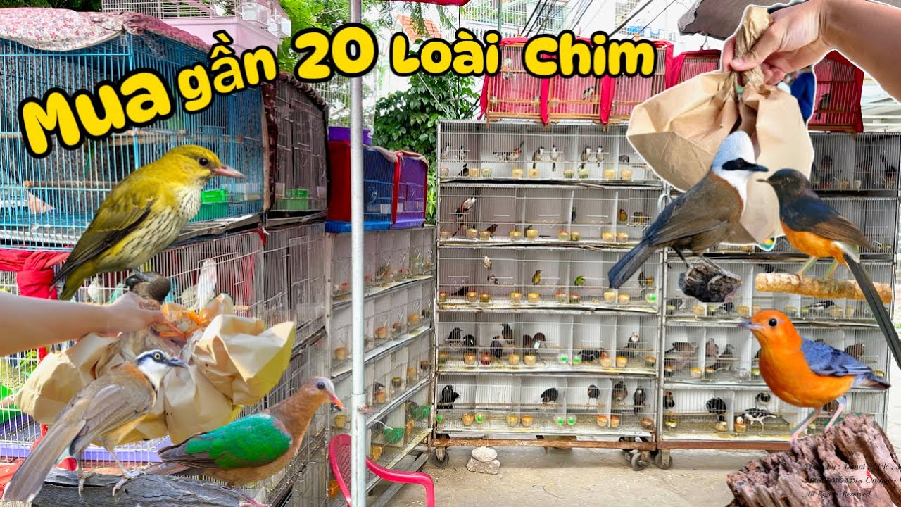 Tậu thêm 20 loài Chim Cảnh đẹp Giá Rẻ tại chợ Hàng - Hải Phòng & Các cửa hàng vỉa hè || Đạt Bird TV