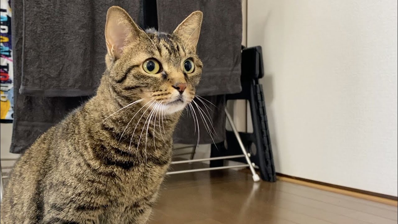 幽霊にお辞儀をする猫