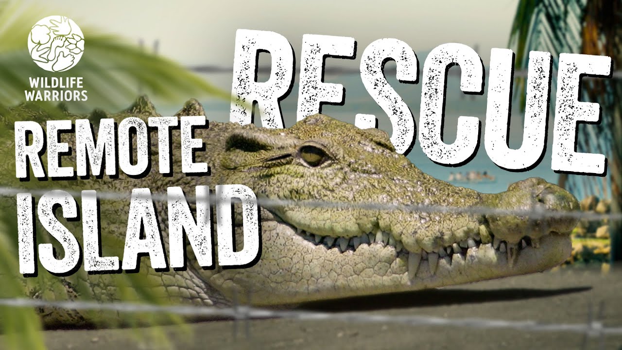 INTENSE Crocodile Rescue on a Remote Tropical Island