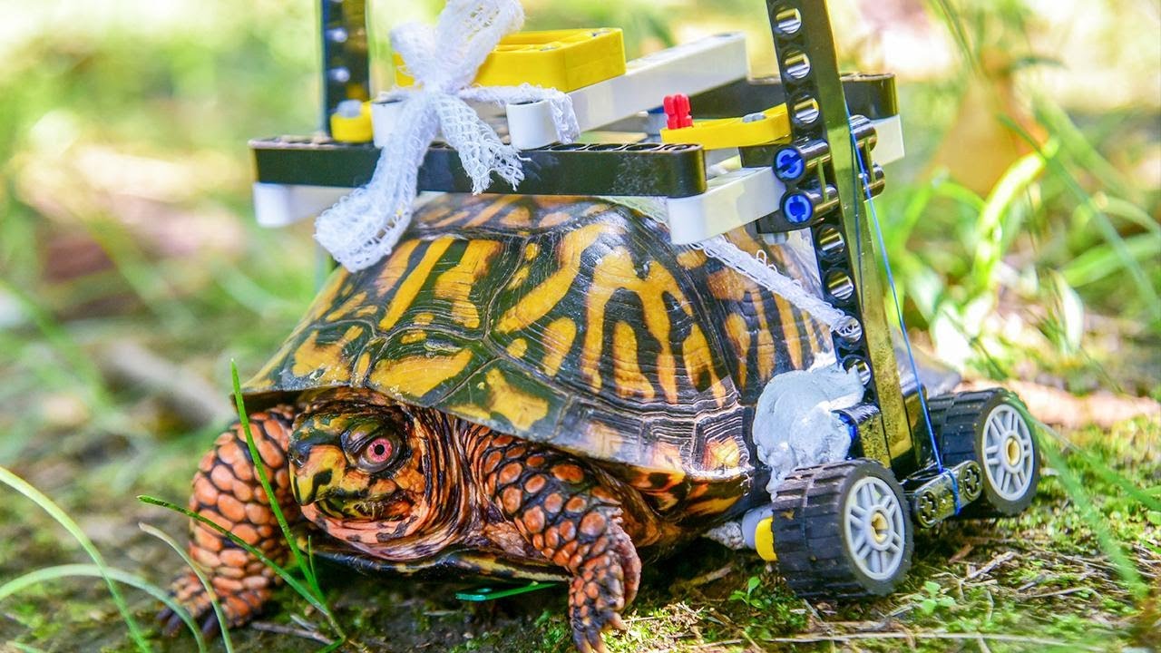 Injured Turtle at Maryland Zoo Gets Custom Wheelchair Made of Legos