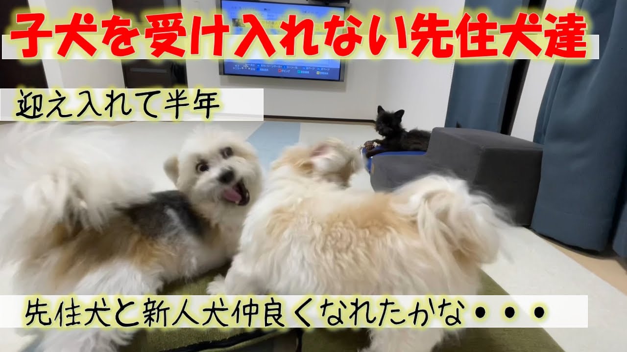 子犬を中々受け入れない先住犬、迎え入れて半年たったのでどれだけ仲良くなったか検証してみました。