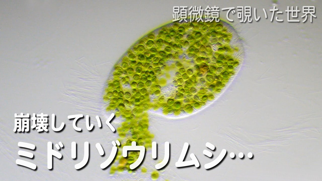 崩壊していくミドリゾウリムシ