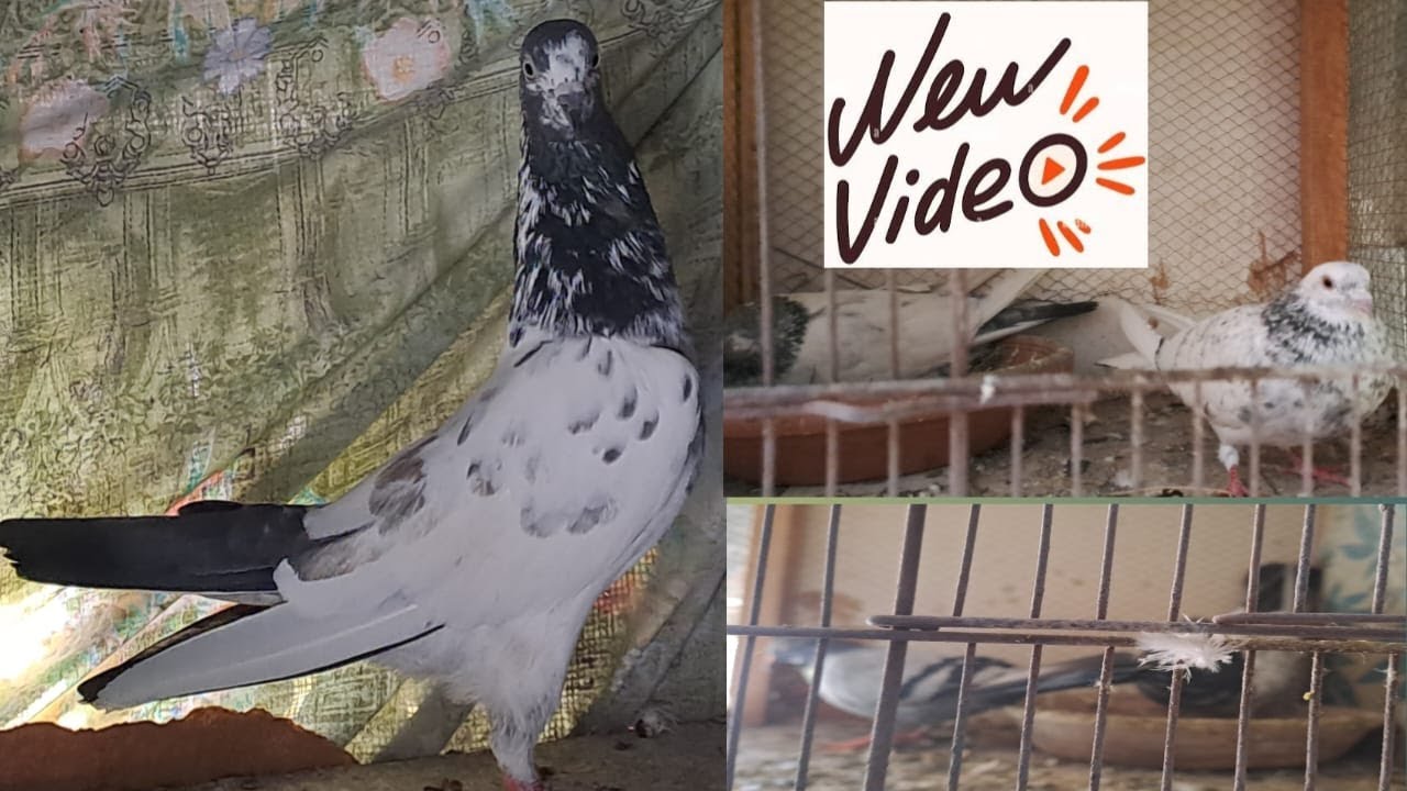 pigeon new video