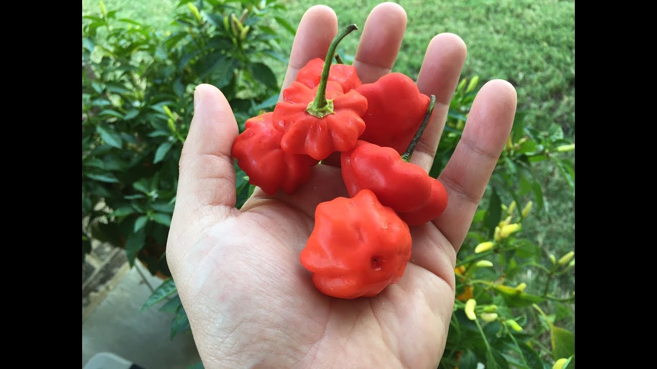 What's That Pepper Ep46 - Brazilian Starfish