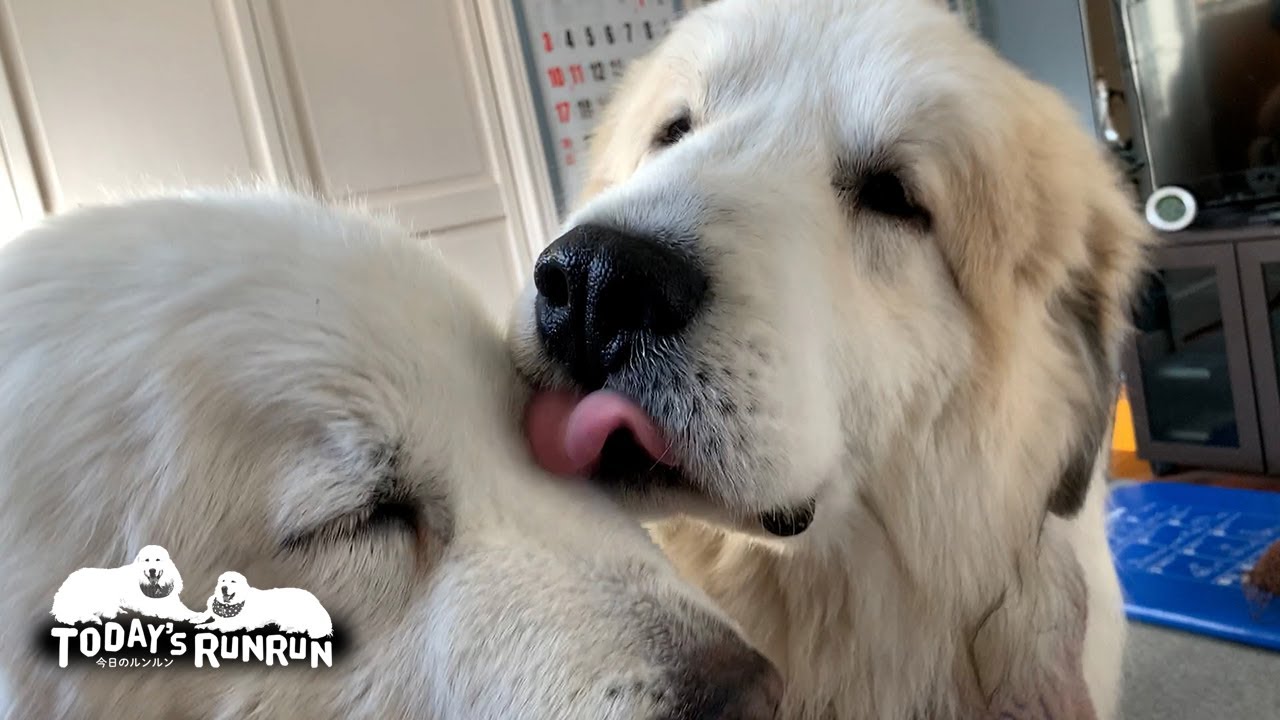 ルンルン愛が止まらないアランです　Great Pyrenees　グレートピレニーズ