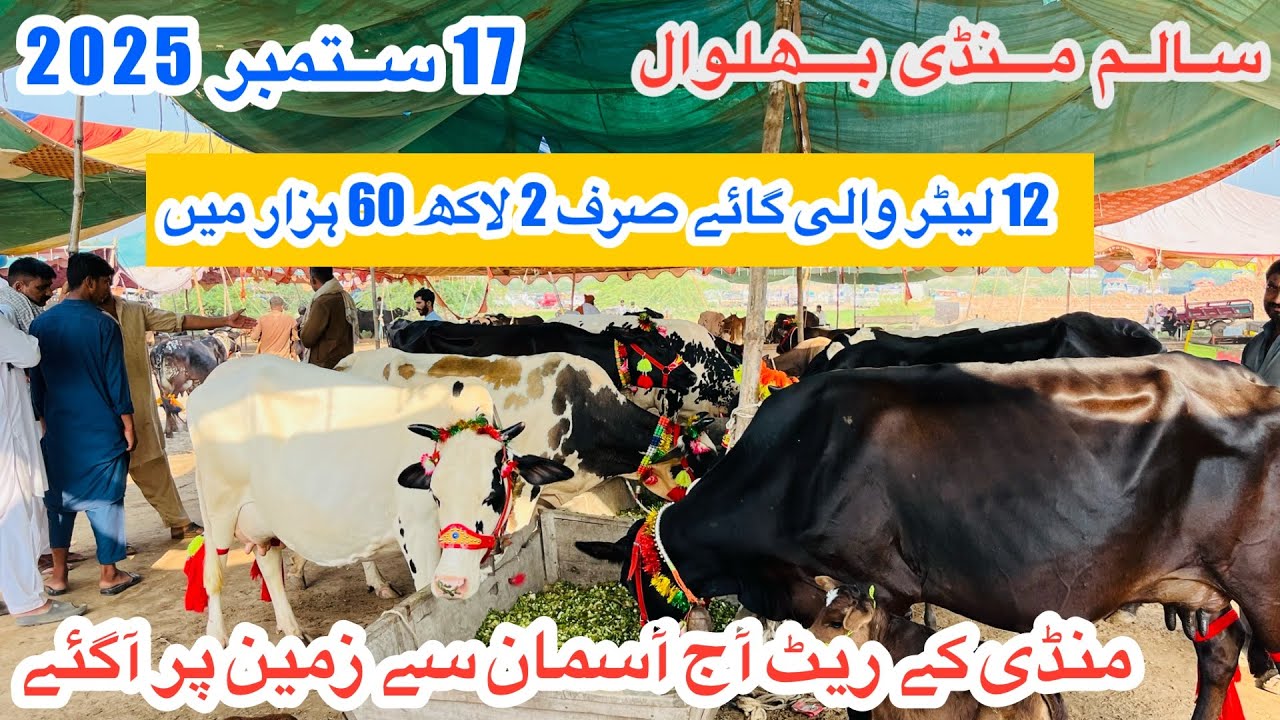 Salam Mandi Bhalwal ||Milking Cows Fresh Rates And Updates At Salam Mandi ||17 September 2025