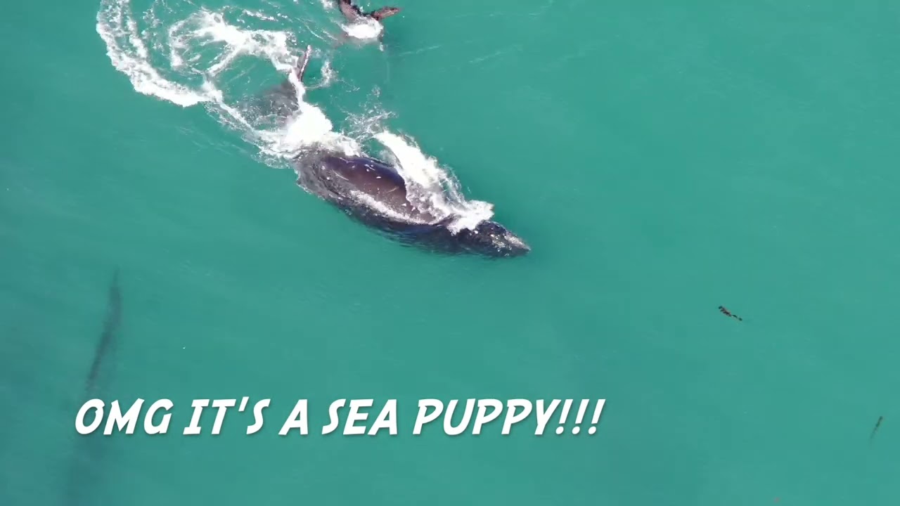 A day in the life of a baby humpback whale!