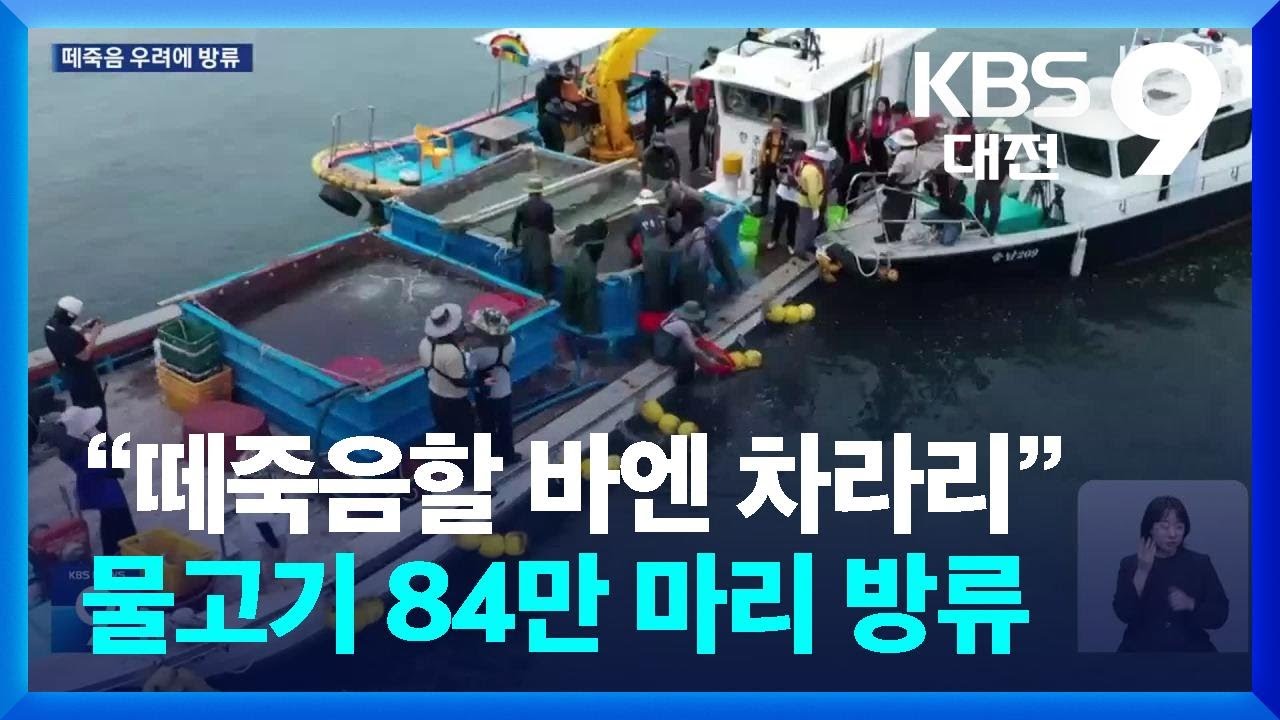 &ldquo;떼죽음할 바엔 차라리&rdquo;&hellip;물고기 84만 마리 방류 / KBS  2025.08.08.