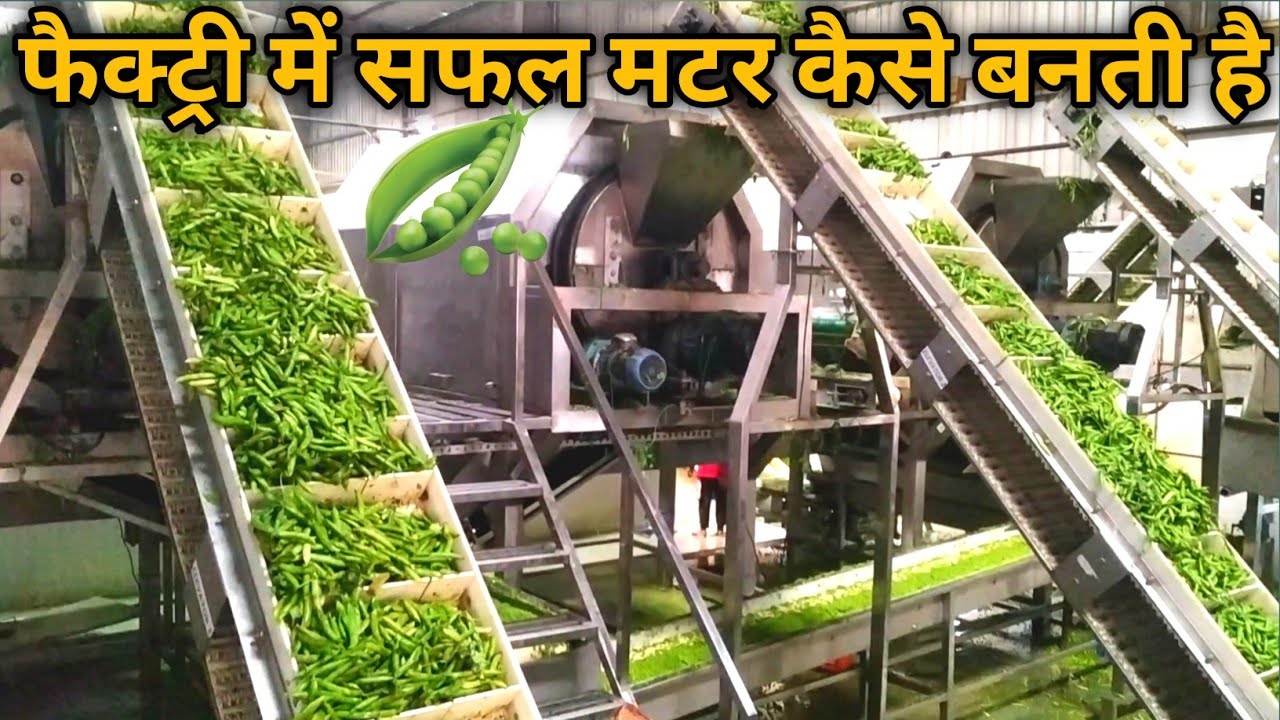 फैक्ट्री में सफल मटर कैसे बनाते है। Frozen Pea Processing