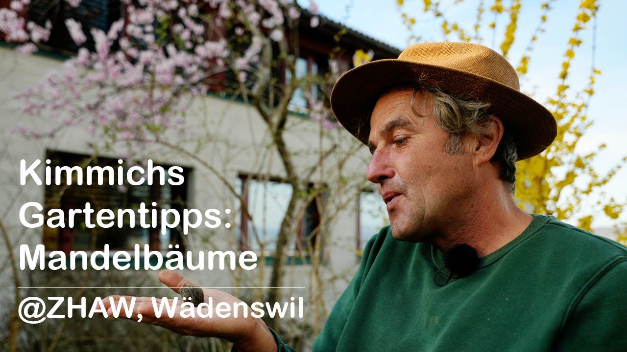 Kimmichs Gartentipps: Mandelbäume @ZHAW, Wädenswil
