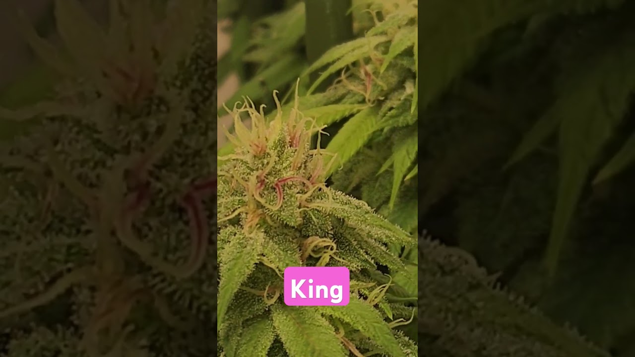 beautiful pink hairs on the King #reeferman #cloudsovercanada #canada #cannabis