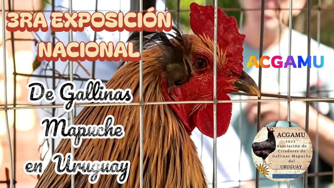 Entrevistas a criadores. 3 muestra de aves Mapuche, Mercado de Cercanías  CANAL DESTINO COSTA DE ORO