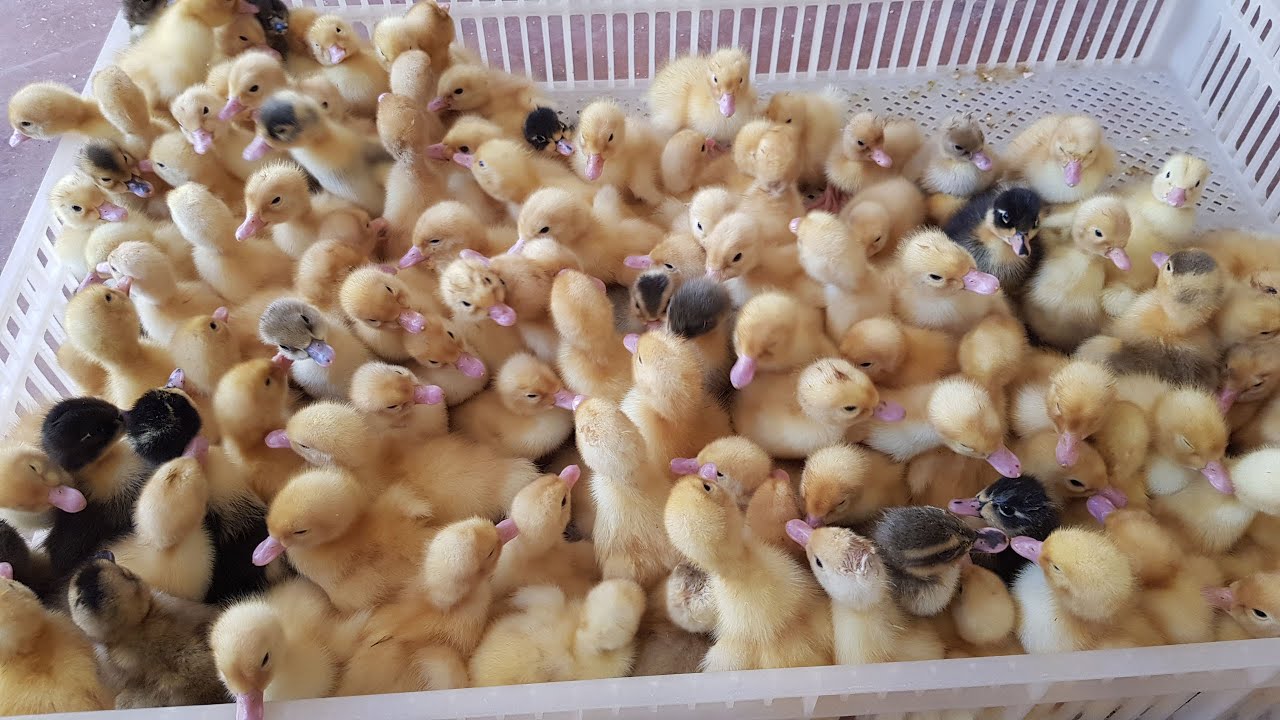 Duck Farming in Kenya Part 2