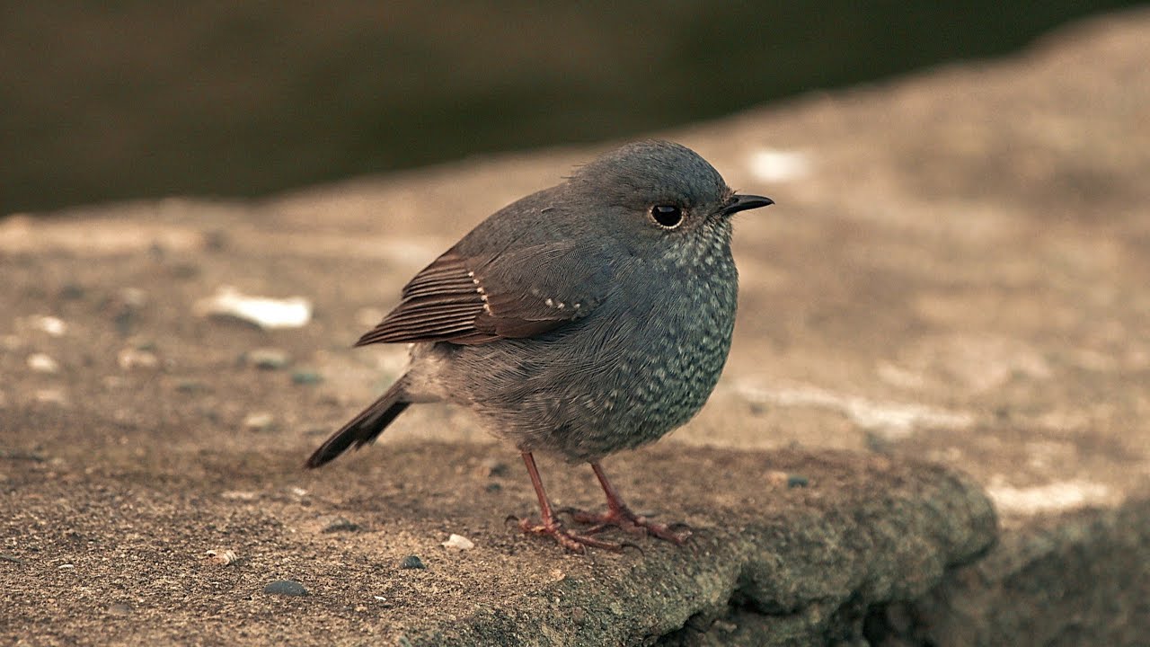 鉛色水鶇（Plumbeous Water Redstart)#飛羽#台灣#bird#攝影#野鳥