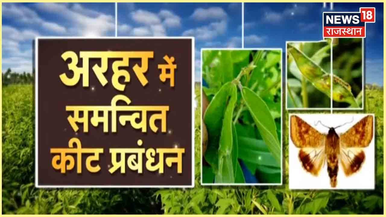 Annadata | अरहर की फसल में कीड़े लगने से होता है भारी नुकसान, कैसे करें कीड़ों से बचाव | Latest News