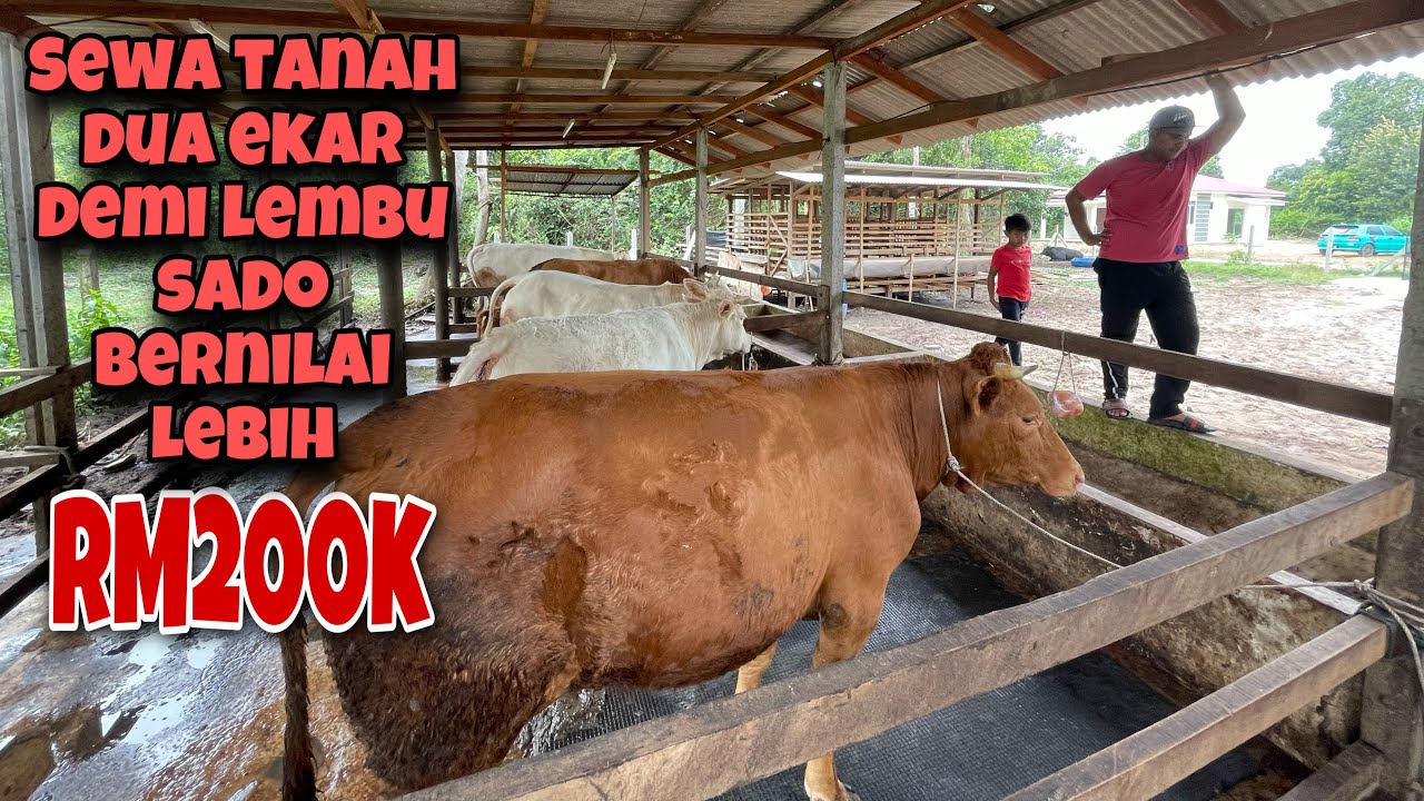 Belanja modal besar ternak lembu sado dan KK Brahman