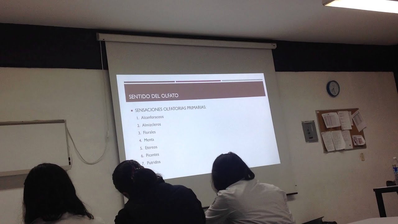 clase fisio sentido del olfato