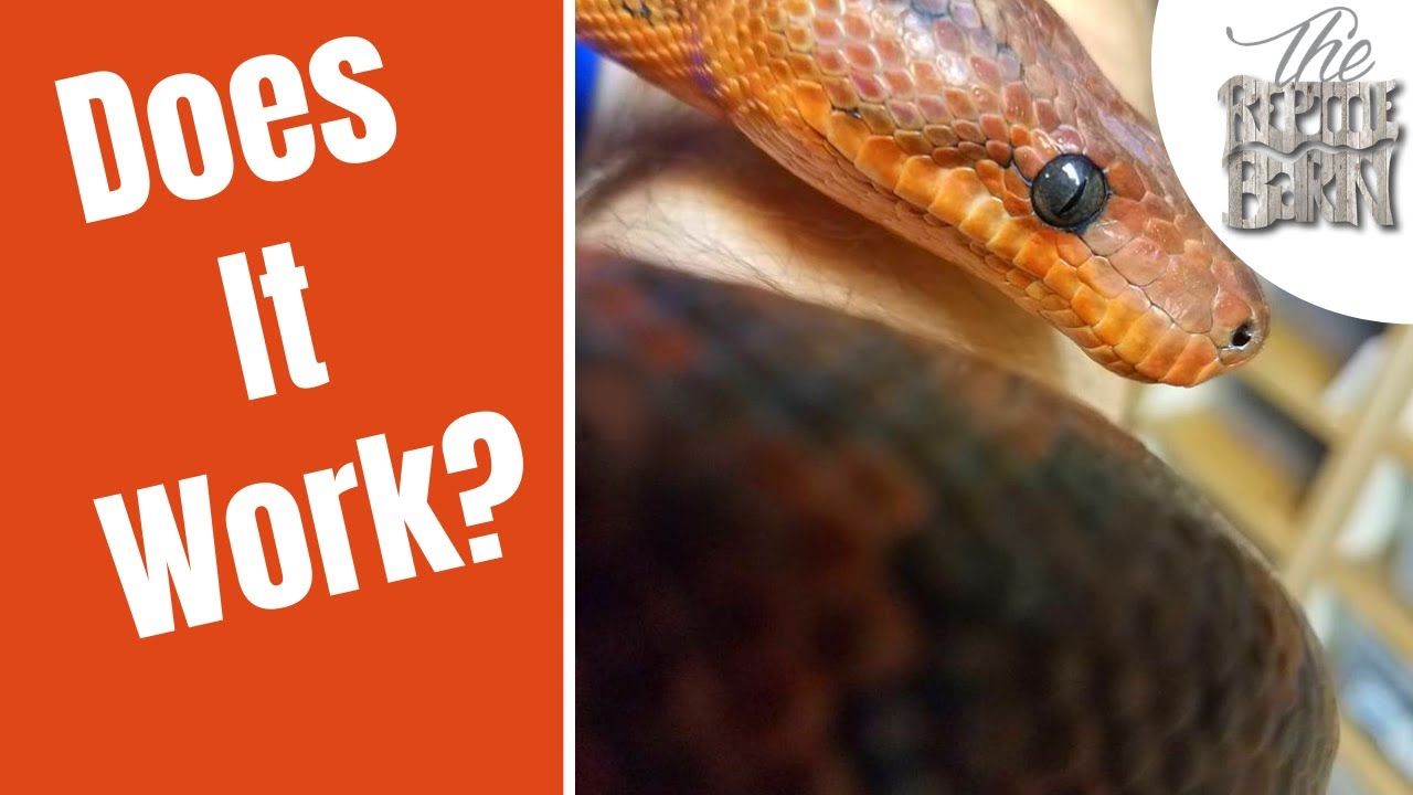 Cohabitating Reptiles: Pros & Cons