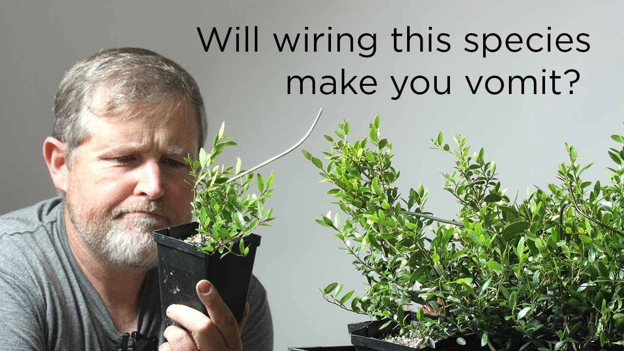 Bonsaify | Wiring Yaupon Holly Starters - Are You Up for the Challenge?