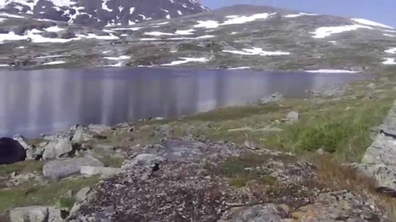Tespdalen  Auster gila